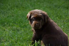 Hundi-10