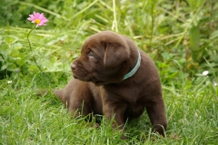 Hundi-12