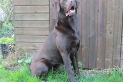 erfahrener_labrador_deckruede